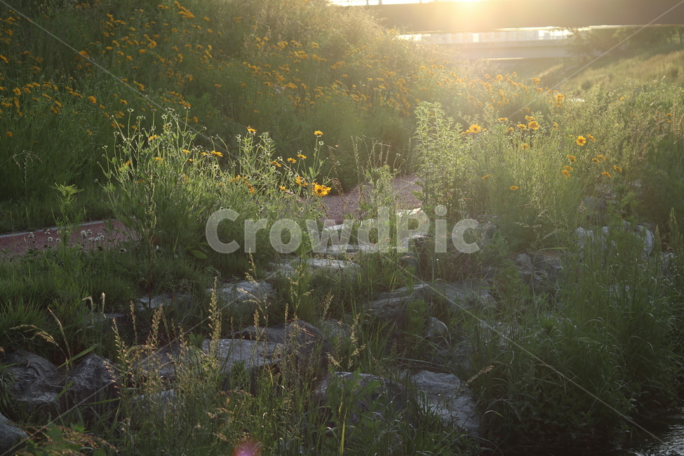 금계국,햇살,빛,아침,풍경,노랑,자연,풍경,nature,landscape,휴식,힐링,rest,relaxation,healing,flare,플레어,light,pottery,도기류,jar,항아리,potted plant,화분,plant,식물