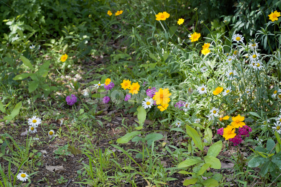 자연,꽃,힐링,정원,노란꽃,flower,순천만정원,산책,길,노랑,식물,자연,plants,nature,꽃,flower