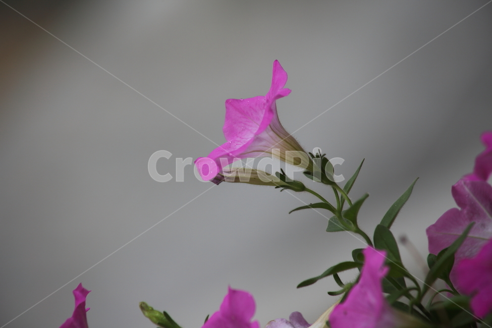 페튜니아,관상식물,petunia,petuniahybridavilm,commongardenpetunia