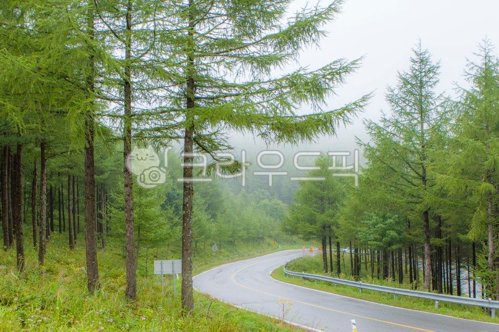 만항재,태백,야생화축제,천상의화원,천상화원,함백산만항재,야생화,안개,산상의화원,하늘숲정원