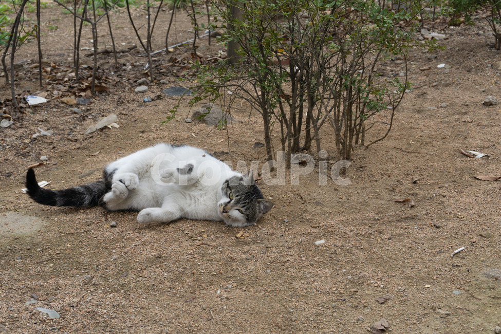 고양이,동물,길고양이,도시,자연,뒷모습,길냥이,cat,catlife,삶,동물,animal,포유류,mammal,고양이,cat,kitten,kitty