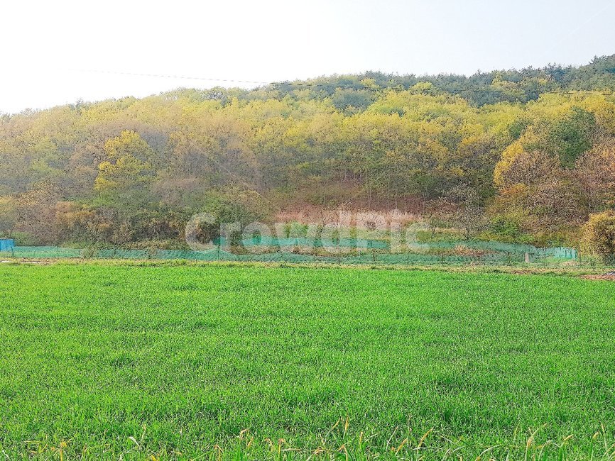 field,들,nature,outdoors,grassland,목초지,countryside,rural,농촌