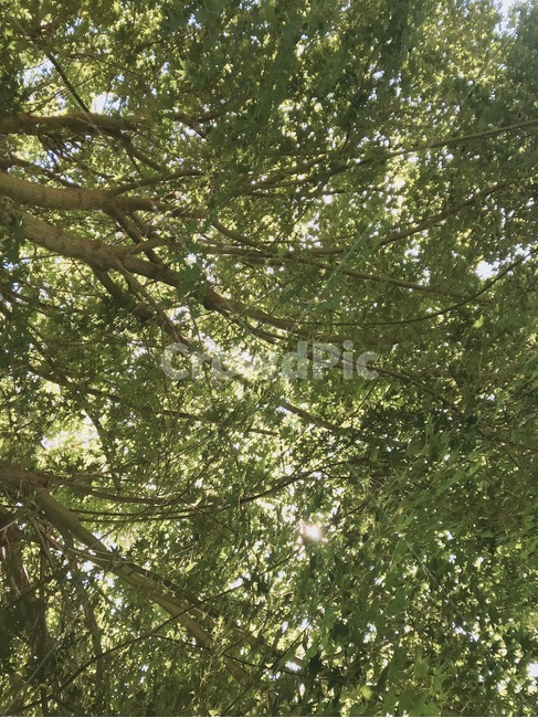 나무,나뭇잎,나뭇가지,여름,자연,자연,풍경,nature,landscape,tree,plant,식물,vegetation,초목
