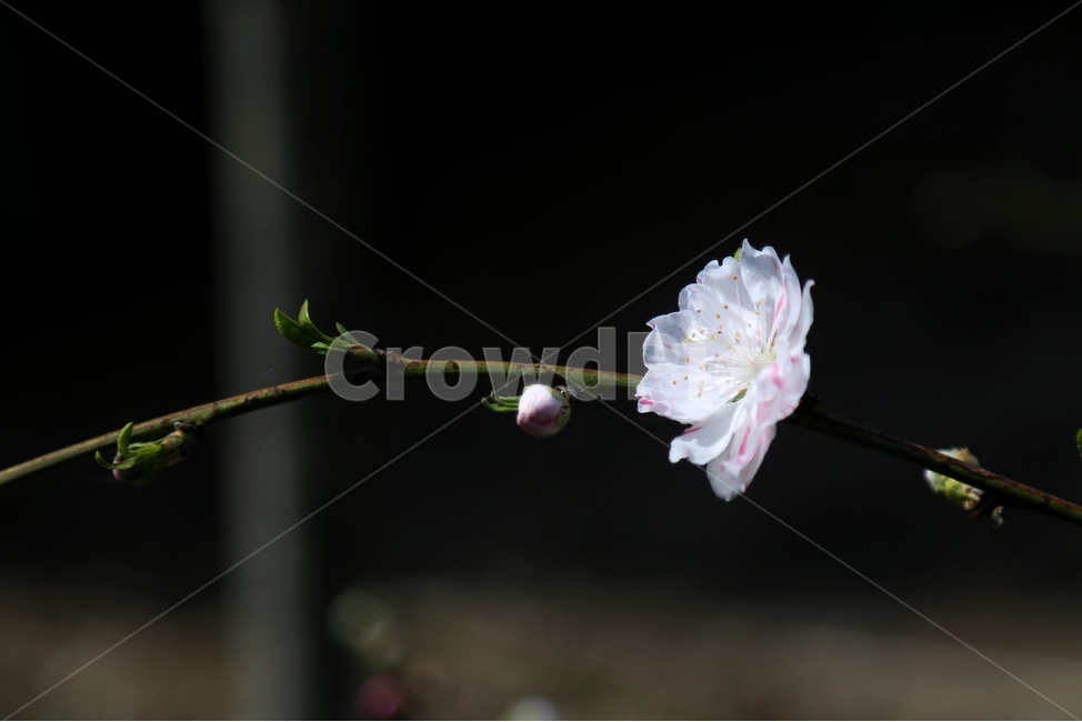 spring,tricolor peach blossom,sight,peach,Emotion