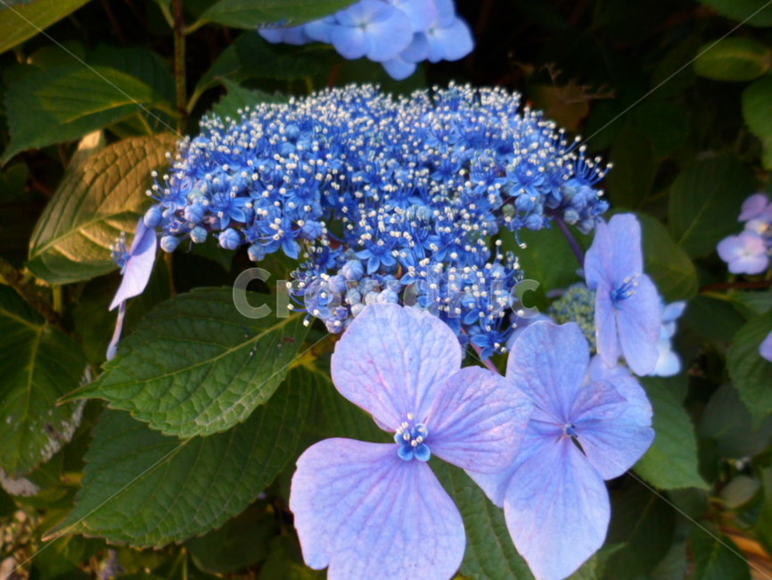 수국,여름,꽃,자연,식물,식물,자연,plants,nature,꽃,flower