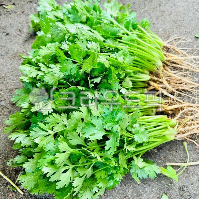 고수,나물,초록나물,향신채소,풀,cilantro