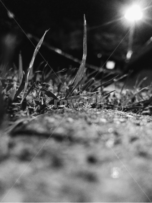 공원,접사,자연,풀,흑백,식물,자연,plants,nature,흑백,모노톤,monochrome,black and white