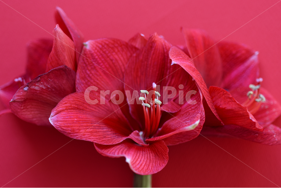 꽃,색상,flower,빨간색,배경,식물,아마릴리스,식물,자연,plants,nature,꽃,flower