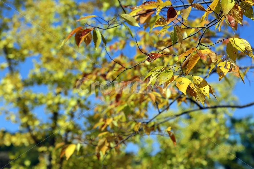가을,단풍,자연풍경,식물,자연,낙엽,나뭇잎,풍경,가을,계절,fall,autumn,season,식물,자연,plants,nature,leaf,잎,plant,tree,나무