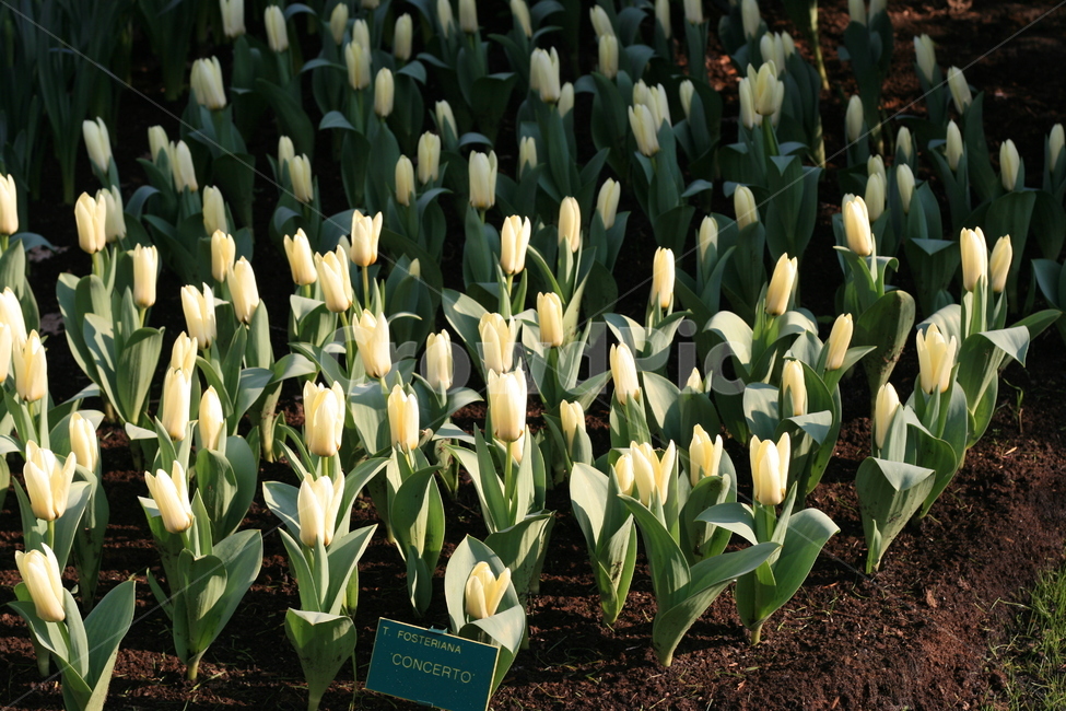 꽃,정원,튤립축제,식물,꽃밭,튤립,flower,garden,tulip,식물,자연,plants,nature,꽃,flower