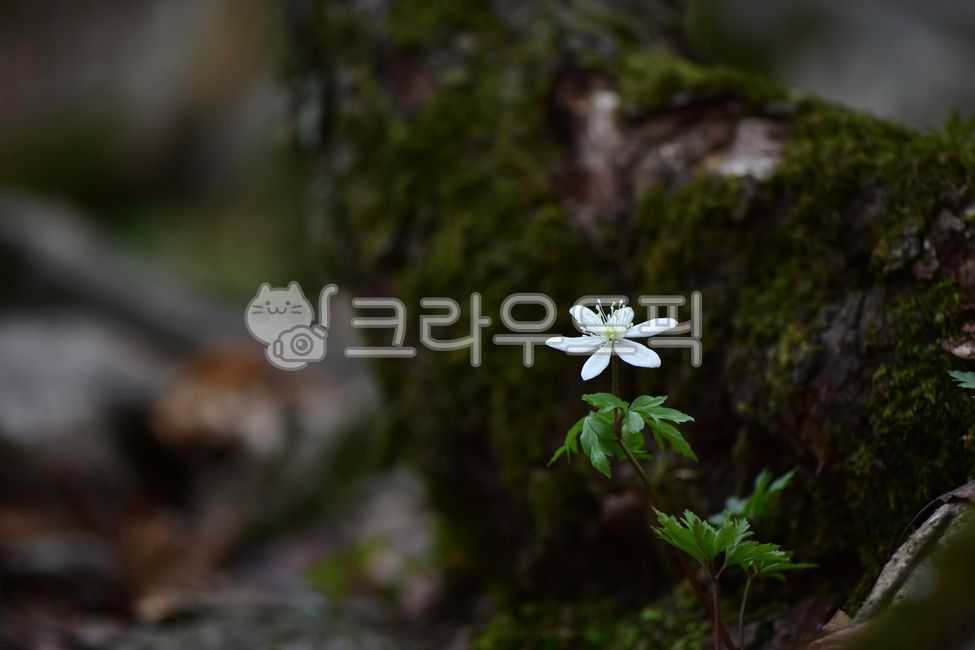 herbal,nature,vegetation,flower,spring flowers,healing,ecology,wildflowers,wild wind flower,plants,background,plant,season,wild flowers,Emotion,wild,mountain flower