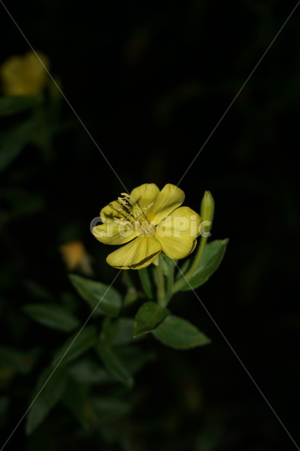 달맞이꽃,해방초,꽃,식물,여름꽃,자연,flower,nature,placts,노란색,화단,우아한,아름다운,가든