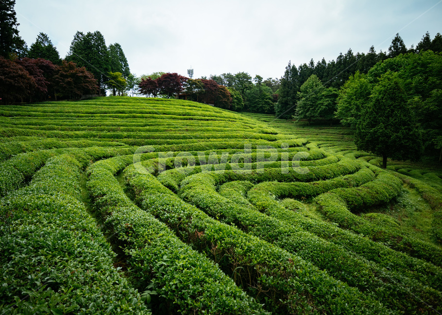 녹차밭,초록,보성,녹차잎,녹차,자연,풍경,nature,landscape,한국자연풍경,한국자연경관,korea nature landscape