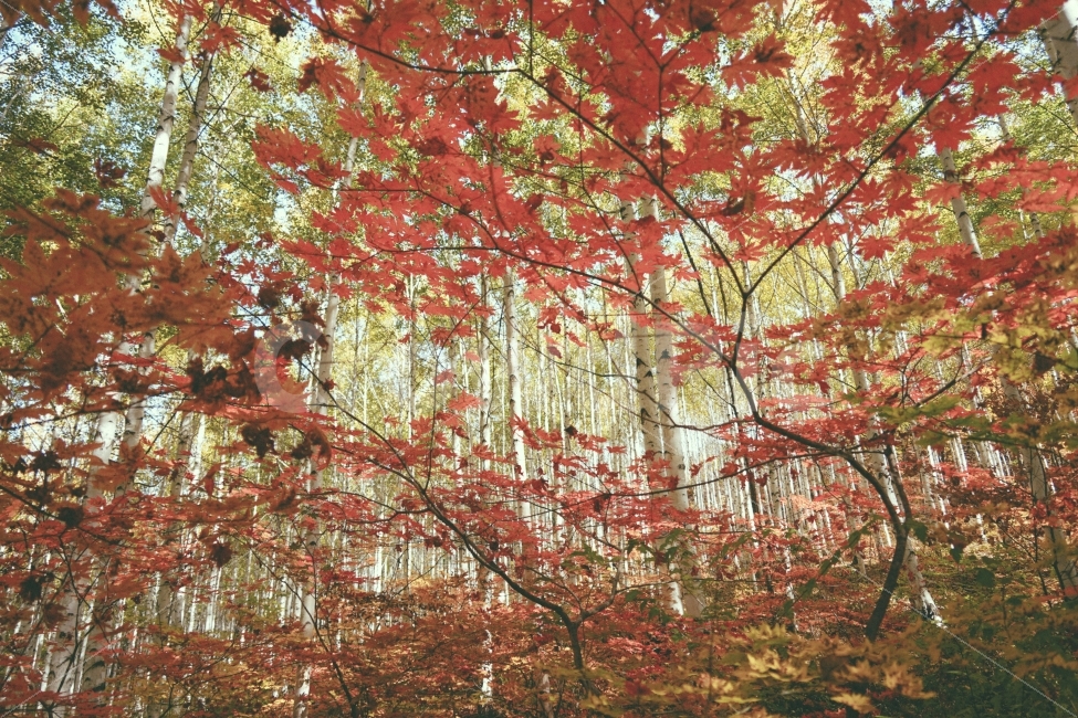 단풍,가을,숲,나무,하늘,가을,계절,fall,autumn,season,자연,풍경,nature,landscape,식물,plants,나무,trees,wood,plant,leaf,잎,tree,maple