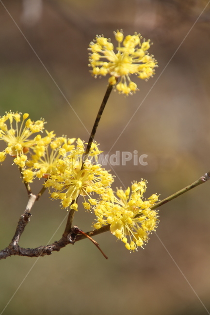 산수유,꽃,층층나무,식물,구례산수유축제,봄,계절,spring,season,식물,자연,plants,nature,꽃,flower,plant,blossom