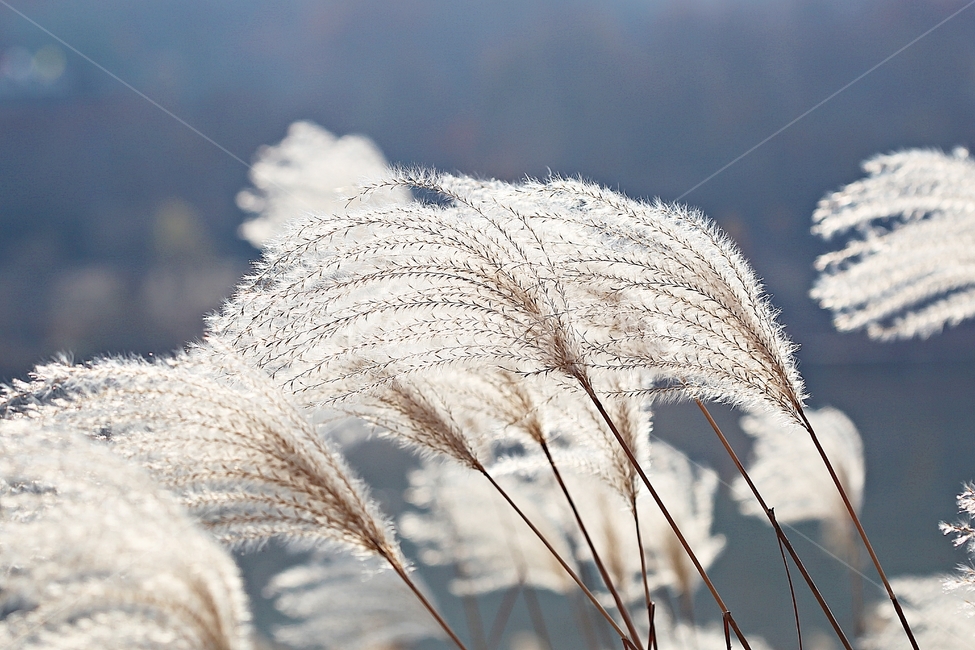 갈대,억새,풀,갈대꽃,식물,자연,공원,가을,계절,fall,autumn,season