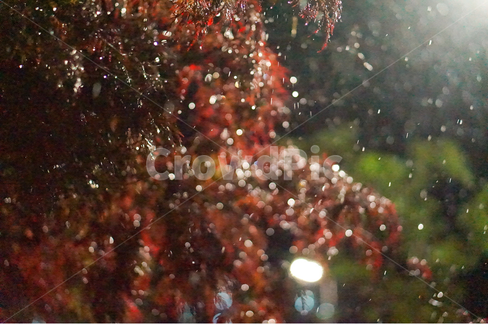 홍공작나무,비,야경,보케,빛,풍경,비,비오는날,rain,rainy
