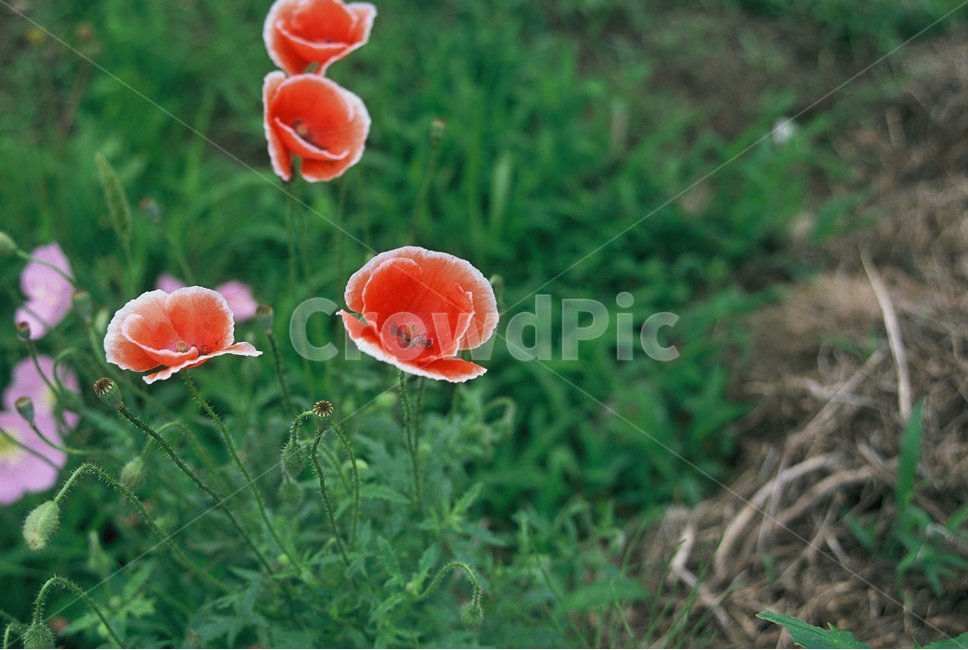 필음사진,필름,필름카메라,감성사진,입술꽃,꽃,자연,풀,식물,자연,plants,nature,꽃,flower