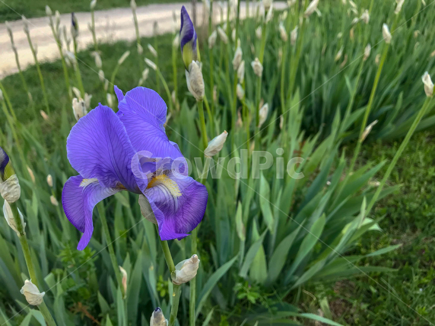 아이리스,아이리스꽃,붓꽃,시베리아붓꽃,꽃,보라색,보라,flower,야생화,자연,들꽃