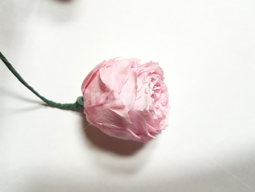 흰배경,누끼,핑크색,꽃,장미,드라이플라워,분홍,빨간,붉은,줄기,건조,아름다운,화훼,축하,송이,사랑,봄,식물,오브젝트,감성,꽃,flower