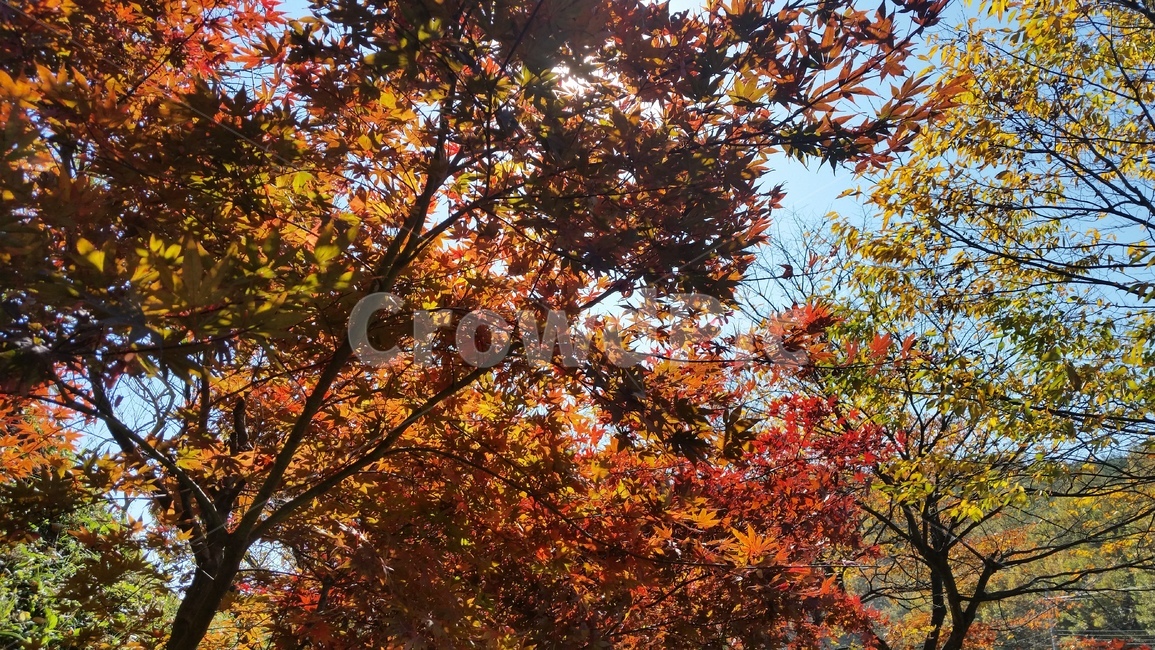 가을,낙엽,햇살,산책,단풍,가을,계절,fall,autumn,season,leaf,잎,plant,식물,tree,나무,maple