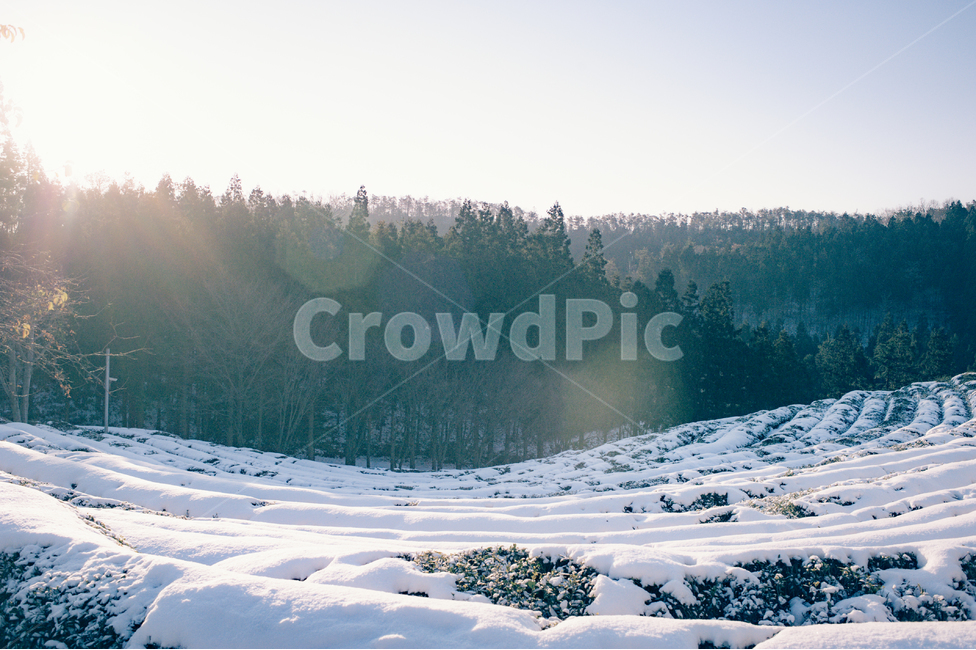 outdoors,옥외,nature,자연,mountain,산,plant,식물,tree,나무,ice,빙,fir,전나무,abies,아비,겨울,계절,winter,season