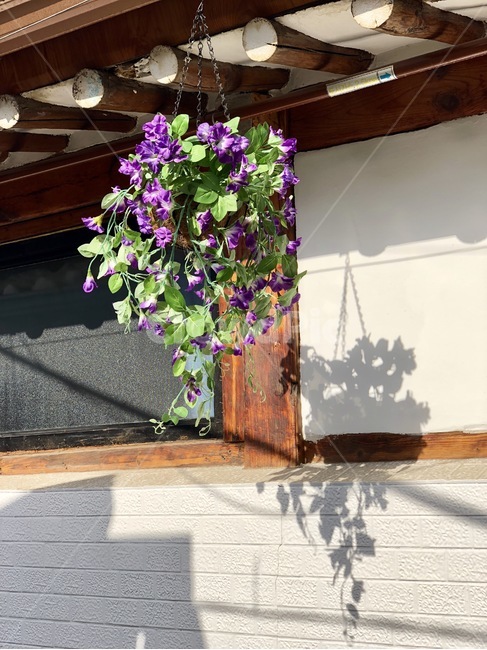 오후,익선동,그림자,꽃,화분,한옥,식물,자연,plants,nature,꽃,flower