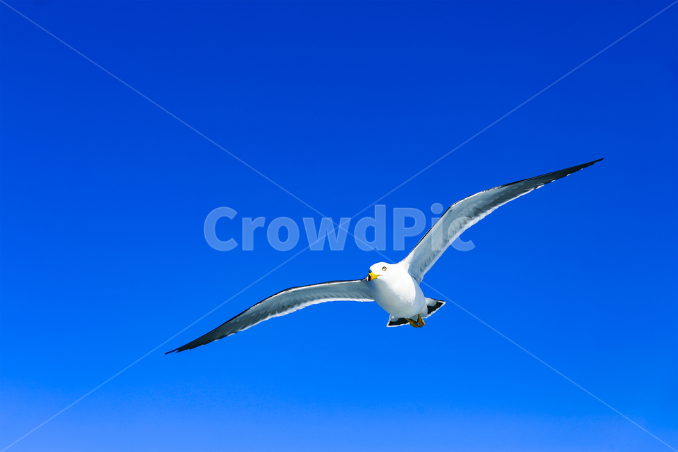 갈매기,조류,새,동물,날개,사냥,하늘,부리,bird,mewgull,commongull,부산갈매기,괭이갈매기,동물,animal,조류,새,birds