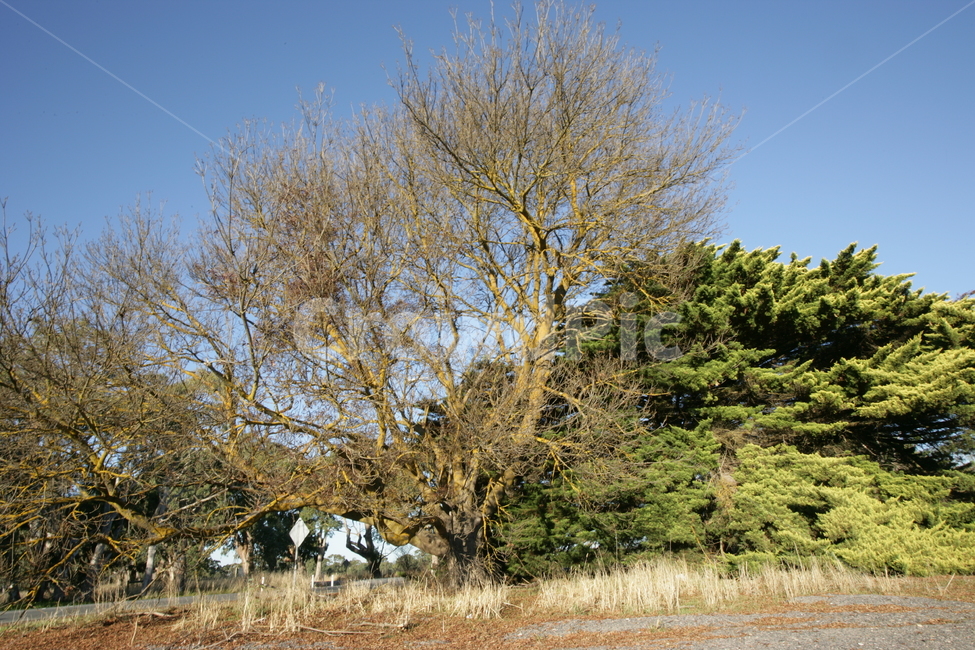 tree,나무,plant,식물,숲
