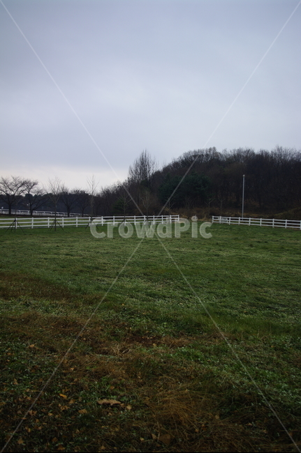 나무,풍경,초원,잔디,목장,자연,풍경,nature,landscape,field,들,plant,식물,grass,outdoors,옥외,grassland,목초지
