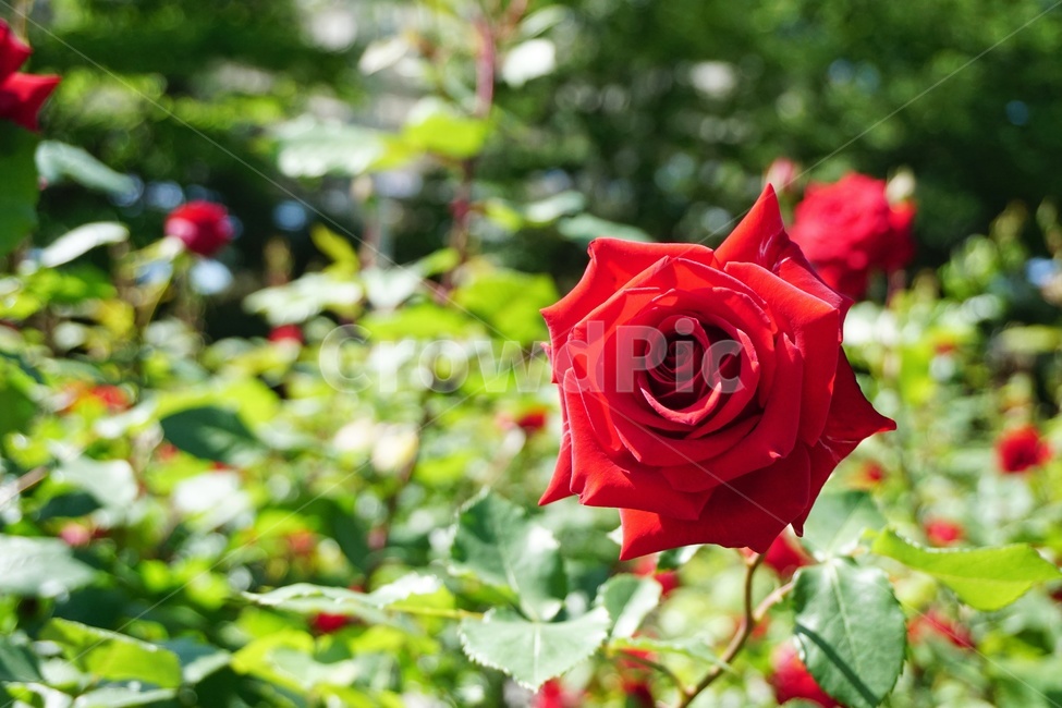 rose,장미,flower,꽃,blossom,plant,식물