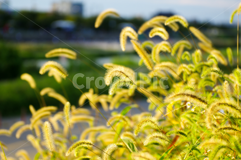 강아지풀,가을느낌,가을,따듯한,포근,풀,식물,식물,자연,plants,nature