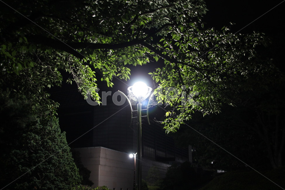 나무,전구,밤,tree,light,night