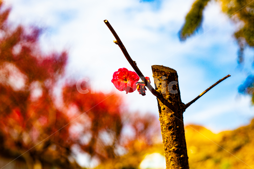 만세,꽃,매화,홍매화,향기꽃,식물,자연,plants,nature,꽃,flower