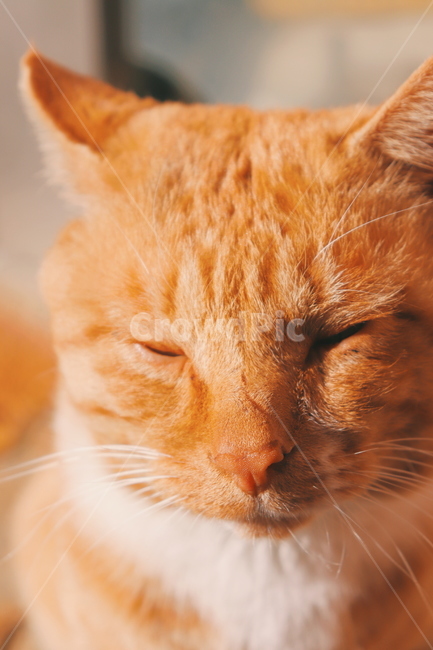 길고양이,햇빛,고양이,길냥이,cat,자연광,나른한,야옹이,동물,animal,포유류,mammal,고양이,cat,kitten,kitty