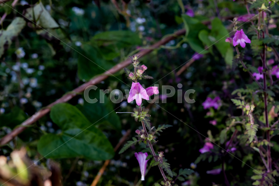 blossom,꽃,flower,plant,잔잔과,acanthaceae,나도송이풀,꽃말욕심,야생화