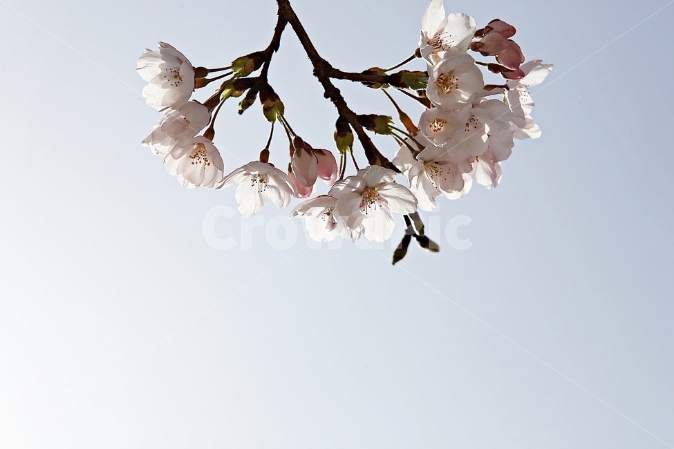 벗꽃,벗나무,꽃,봄꽃,벗꽃잎,꽃잎,식물,자연,공원,식물,자연,plants,nature,꽃,flower