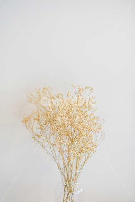 식물,plant,드라이플라워,플라워,안개꽃,흰벽,드라이,dryflower,flower,whitewall