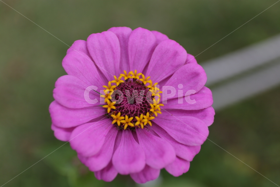 plant,식물,백일홍,flower,꽃잎,식물,자연,plants,nature,꽃,flower