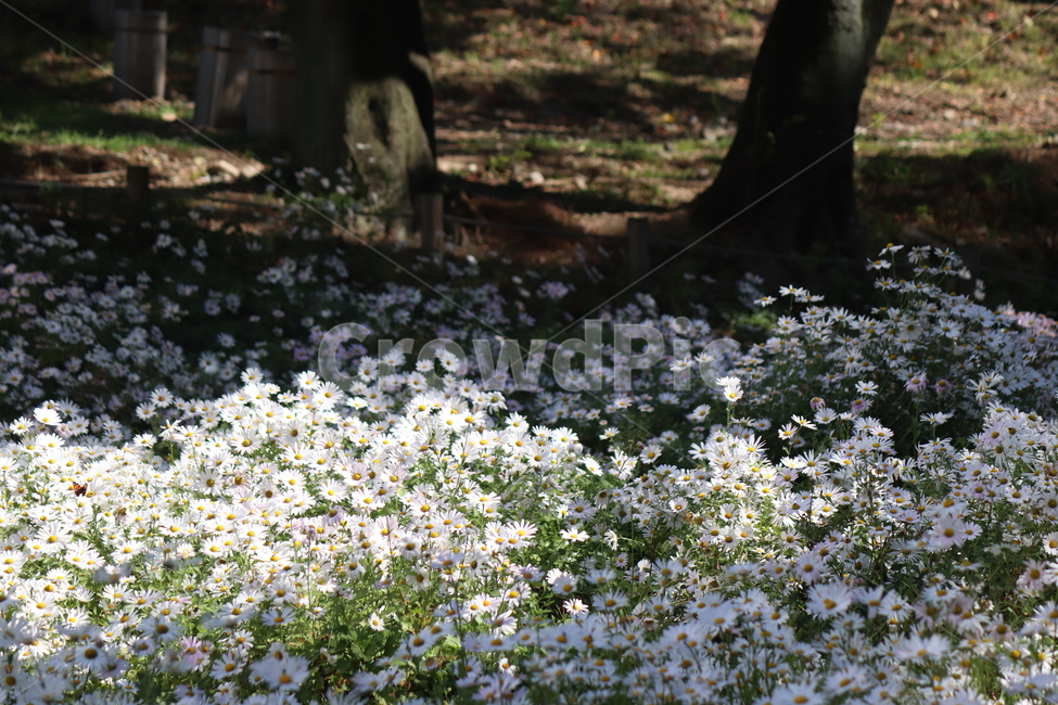 꽃,식물,구절초,자연,감성,빛,식물,자연,plants,nature,꽃,flower