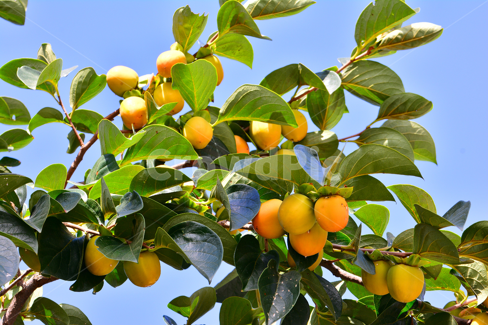 감,과일,열매,단감,음식,food,감나무,곶감재료,아시안,asian,fruit,탄닌,persimmon,한국적,코리안,나무열매,잎새,잘익은,식욕,맛,taste,수정과,달콤한,감말랭이,가을이미지,autumn,fall,식물,자연,plants,nature,음식,식재료,요리,food,cook,meal,dishes,food reserves,과일,열매,fruit