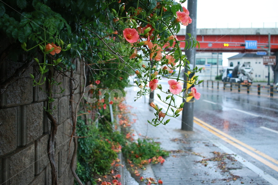 우중출사,장마,비,물방울,능소화,식물,자연,plants,nature,꽃,flower,비,비오는날,rain,rainy
