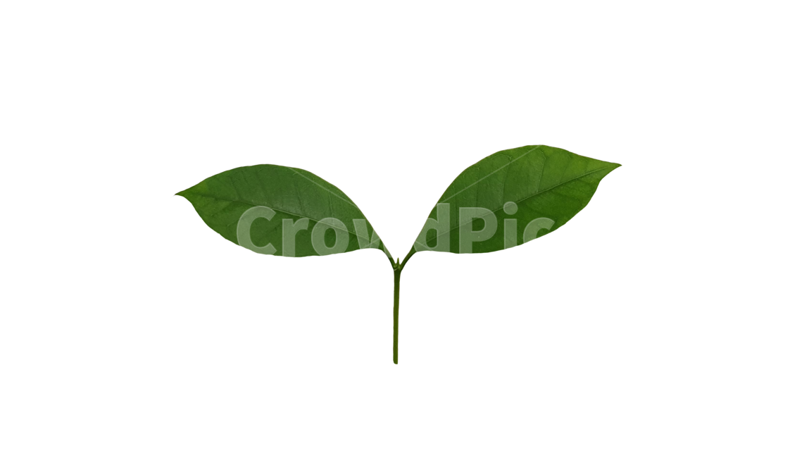 leaf,잎,plant,식물,구아바잎,잎사귀