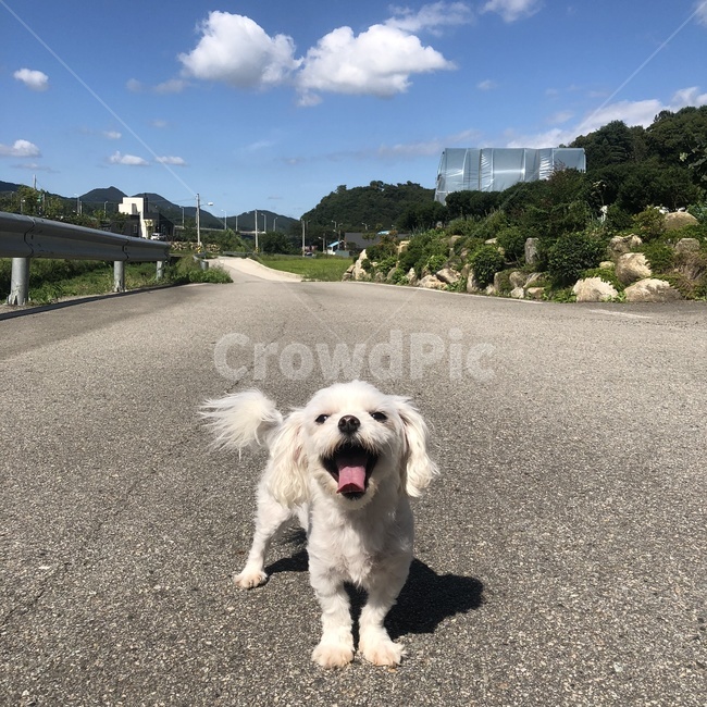 강아지,강아지미소,말티즈,어린강아지,아스팔트,asphalt,tarmac