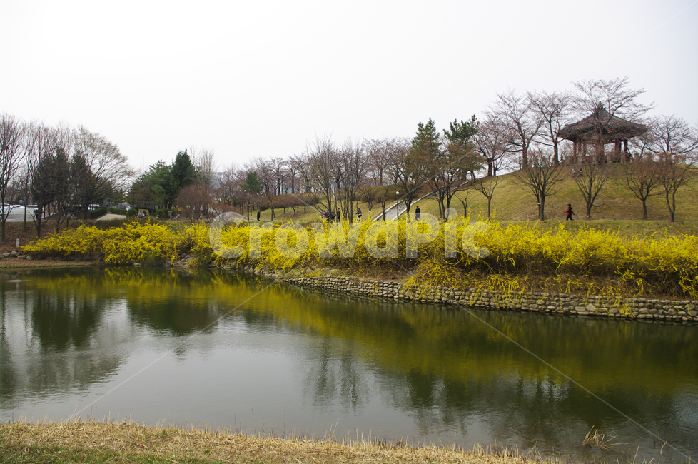 호수,나무,공원,식물,plant,봄,spring,계절,개나리,봄꽃,풍경,봄,계절,spring,season,자연,풍경,nature,landscape,water,물,land,땅,outdoors,옥외