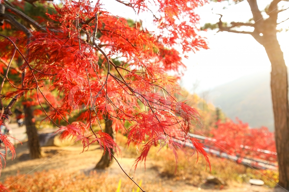가을,단풍,감성,풍경,자연,가을단풍,화담숲,감성사진,단풍구경,풍경사진,햇빛,기분좋은,산책,경기도광주,느낌,힐링,가을,계절,fall,autumn,season,식물,자연,plants,nature,나무,trees,wood,휴식,힐링,rest,relaxation,healing,leaf,잎,plant,tree,maple