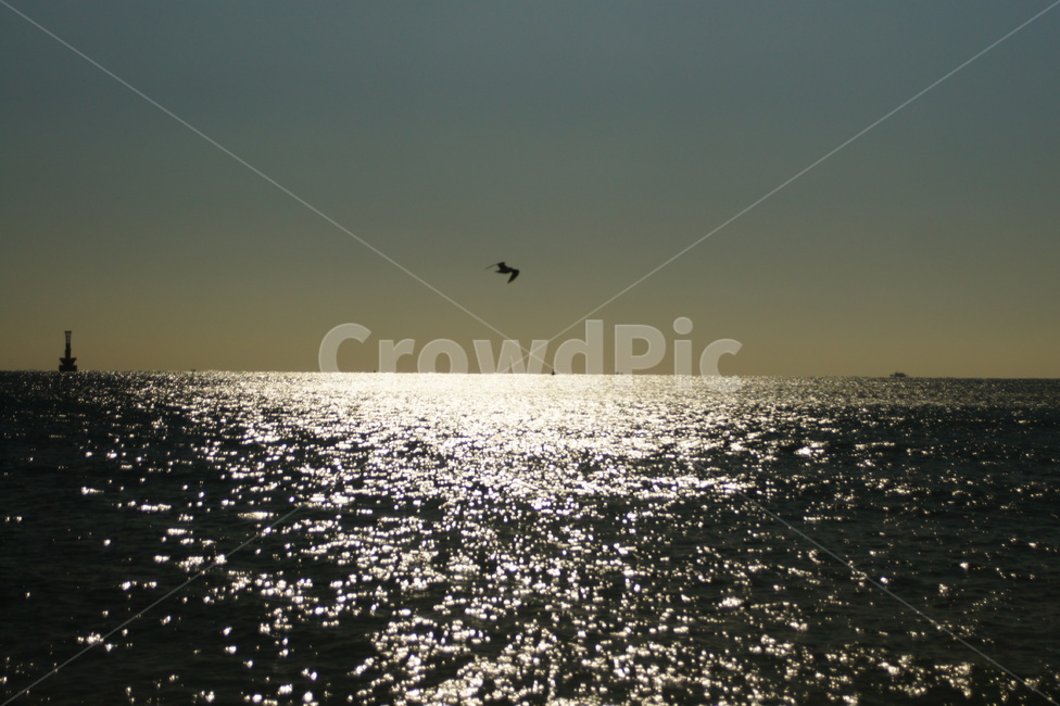 새,bird,바다,sea,light,수평선,자연,풍경,nature,landscape,leisure activities,레저 활동,adventure,모험,animal,동물