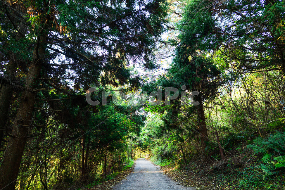 제주도,숲길,숲,나무,길,자연,풍경,nature,landscape,road,도로,gravel,자갈,dirt road,흙길