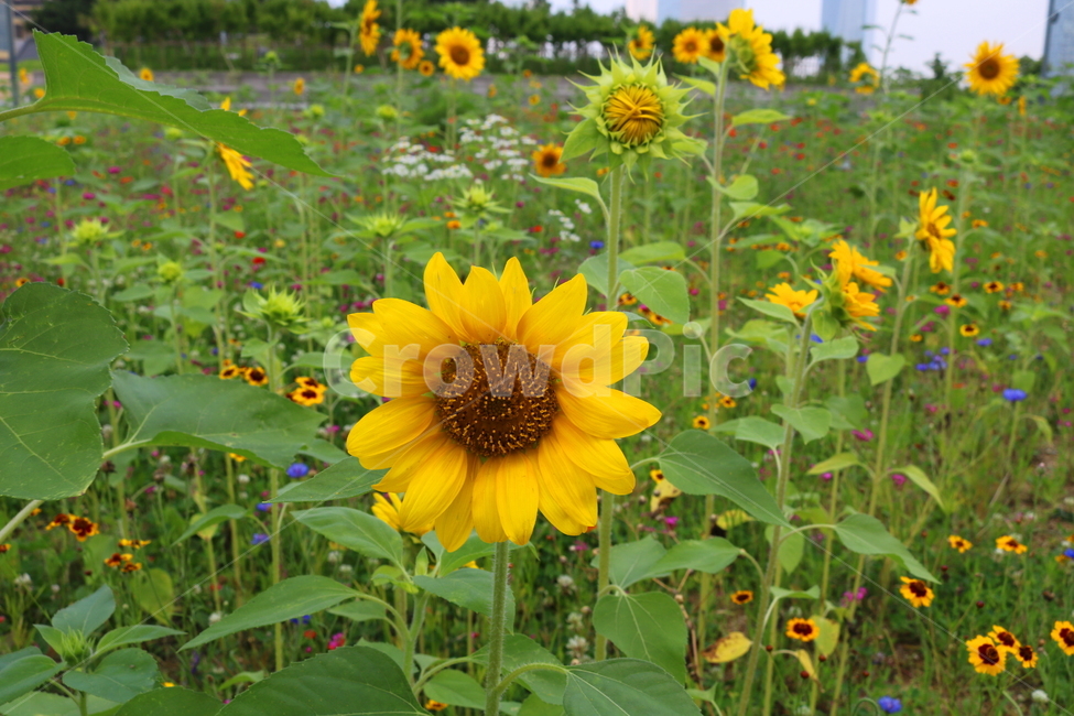 꽃,해바라기,해바라기꽃,식물,국화과,속씨식물,식물,자연,plants,nature,꽃,flower