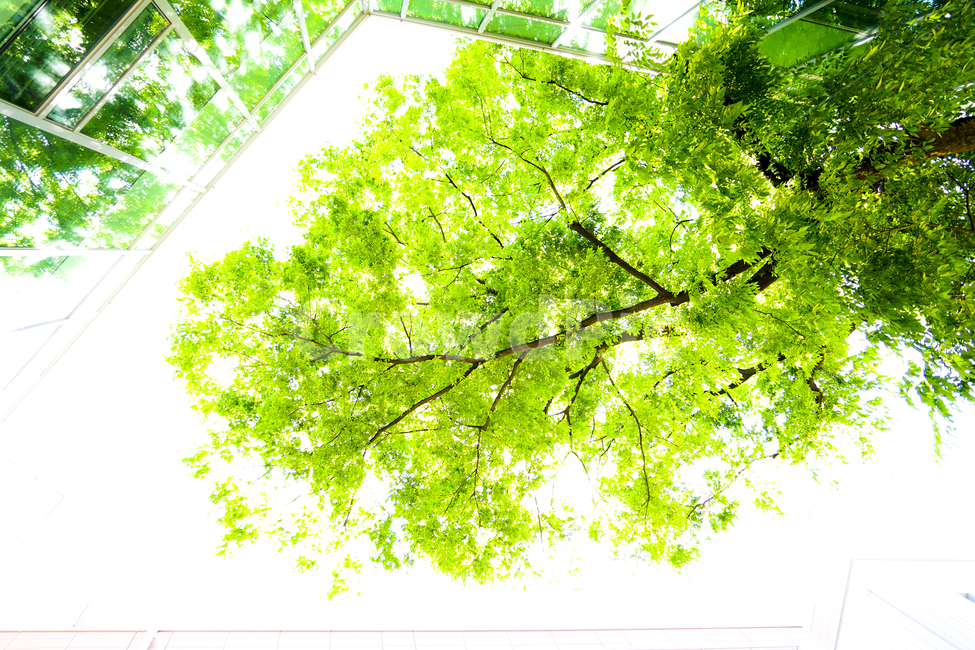 plant,식물,tree,나무,초록,green,식물,자연,plants,nature